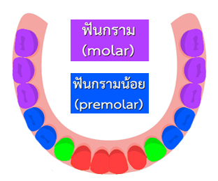 จำนวนฟันกราม